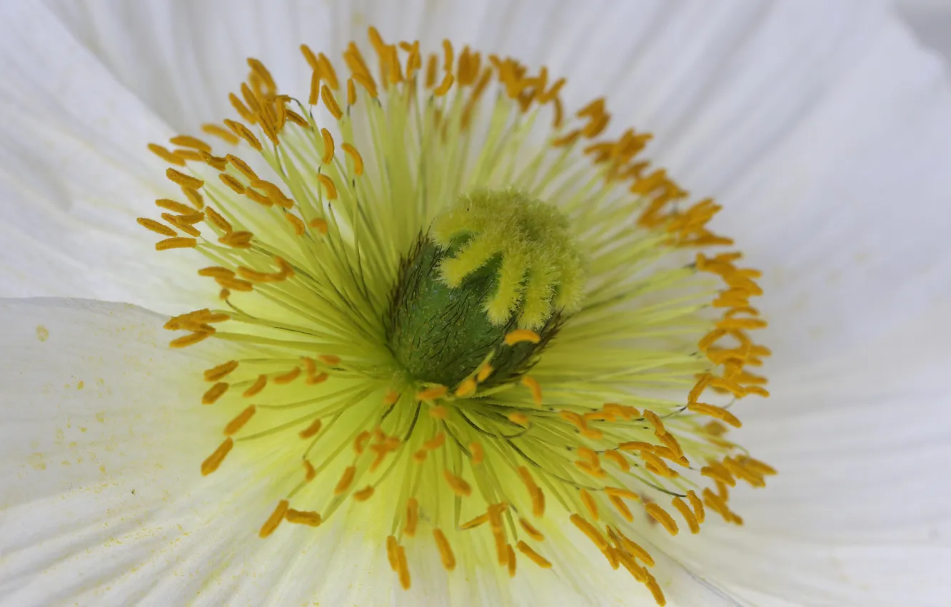 Photo wallpaper Mac, petals, stamens, pistil