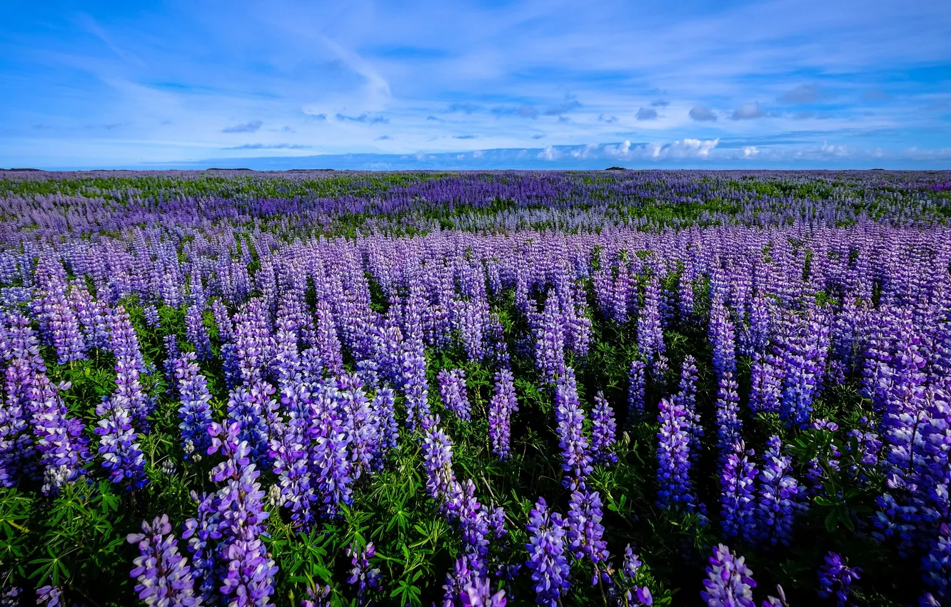 Photo wallpaper field, summer, the sky, clouds, flowers, blue, dal, meadow