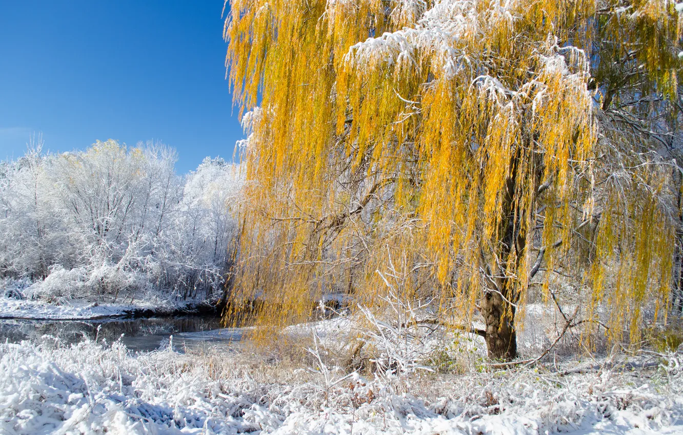 Photo wallpaper winter, autumn, forest, snow, trees, nature, river