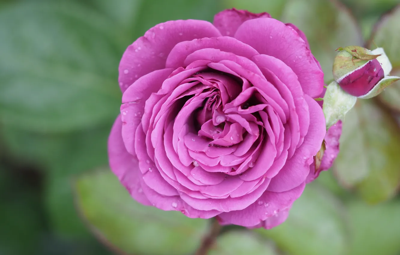 Photo wallpaper macro, roses, pink, lilac