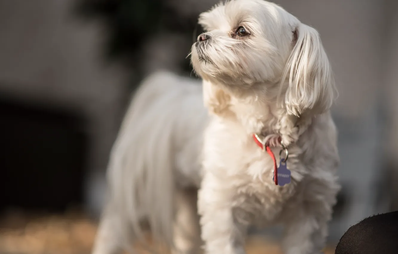 Photo wallpaper each, dog, wool