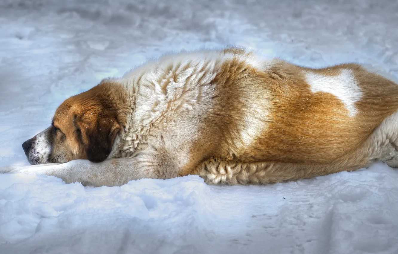 Photo wallpaper look, each, dog