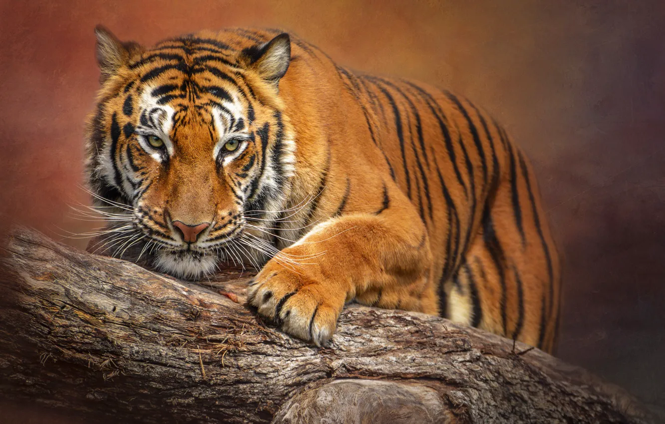 Photo wallpaper tiger, tree, predator