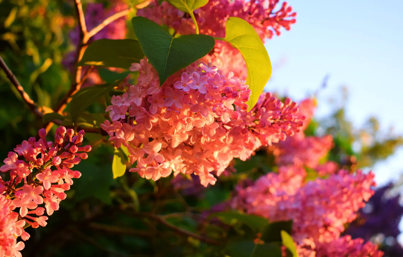 Photo wallpaper leaves, light, flowers, branches, bright, the evening, morning, lighting