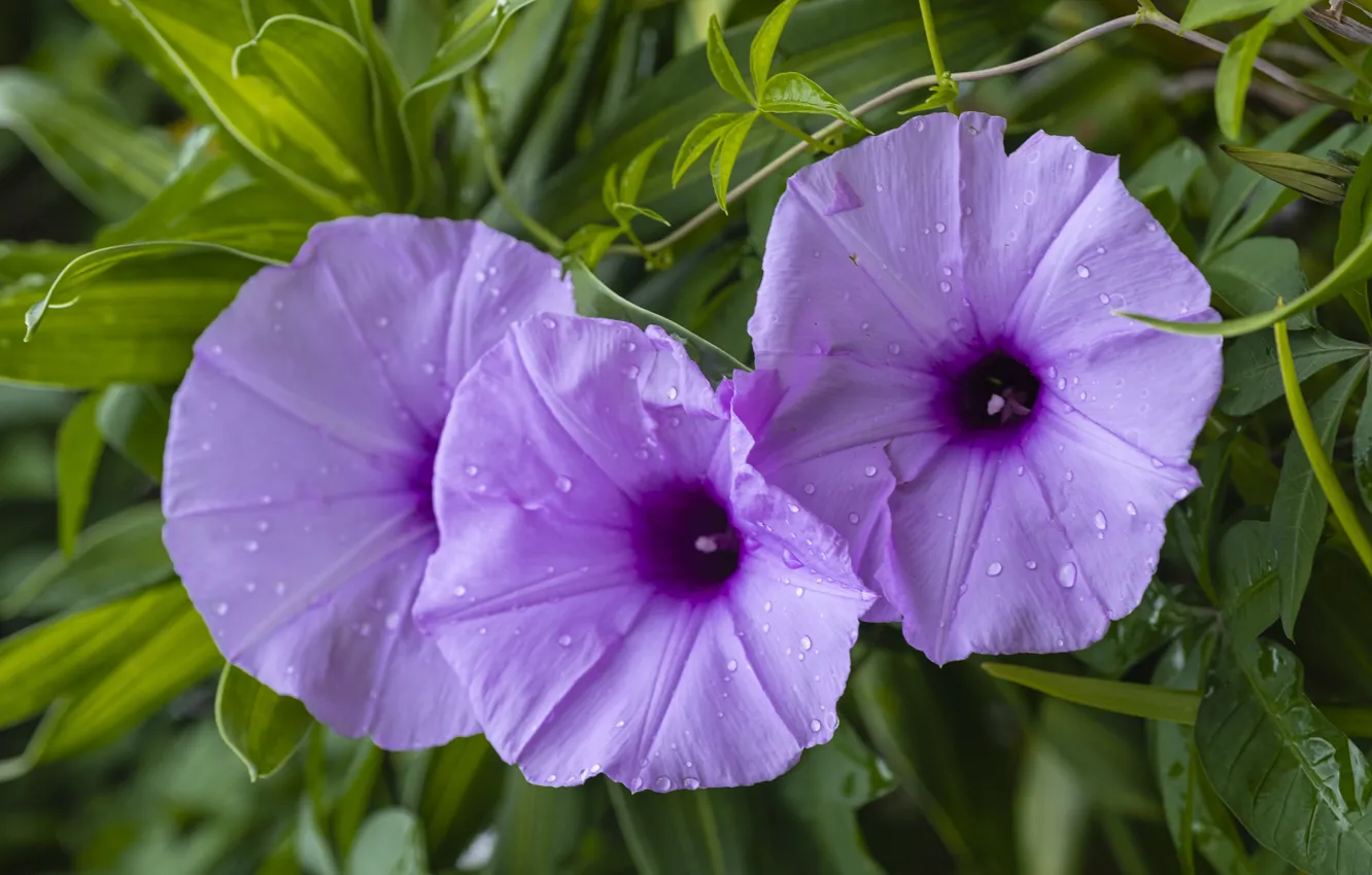 Photo wallpaper leaves, drops, macro, flowers, trio, lilac, vines, morning glory