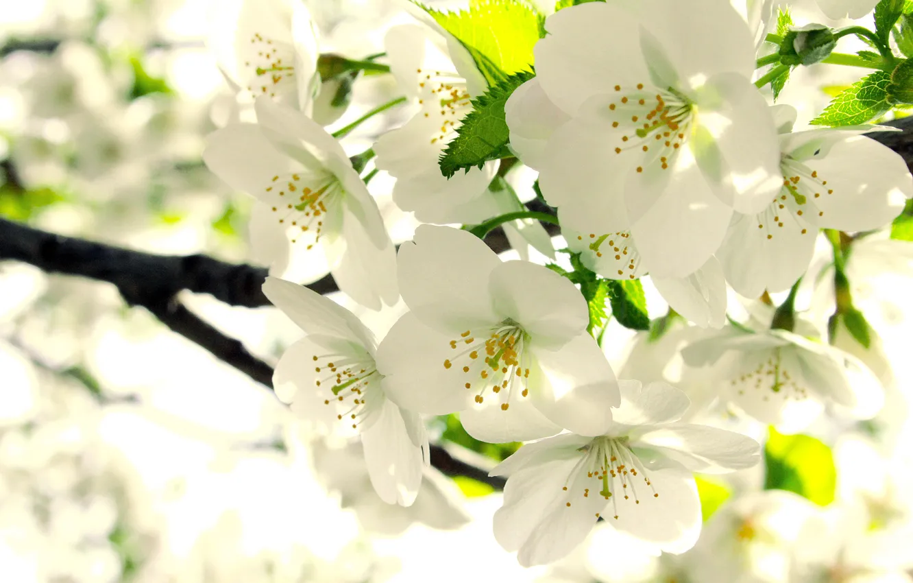 Photo wallpaper leaves, branches, spring, white, Apple, buds, flowering