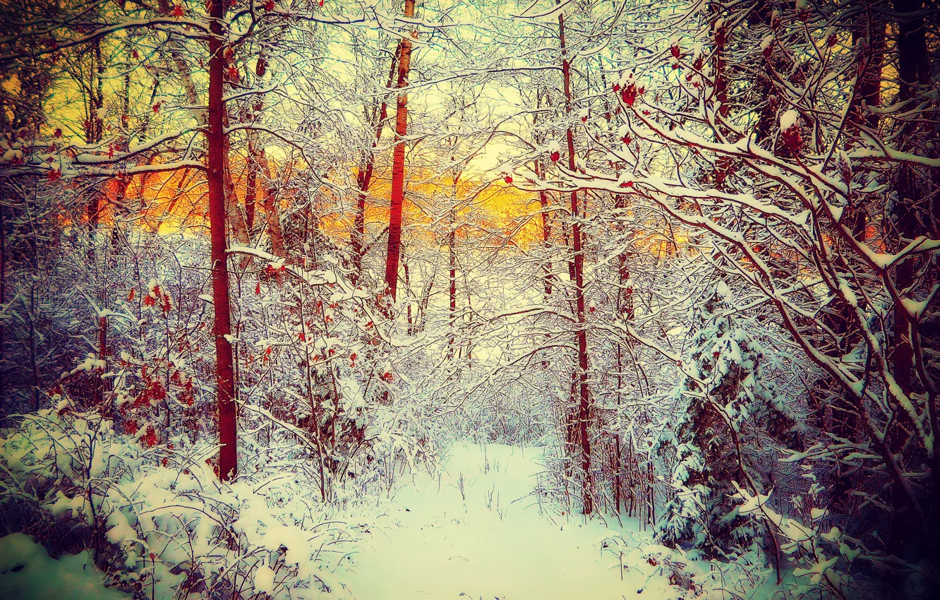 Photo wallpaper winter, forest, snow, trees