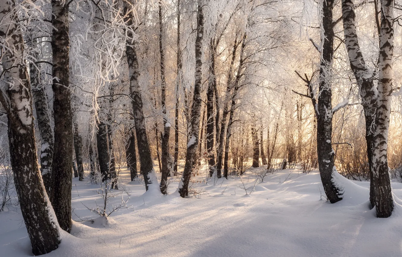 Photo wallpaper winter, frost, forest, light, snow, trees, branches, nature