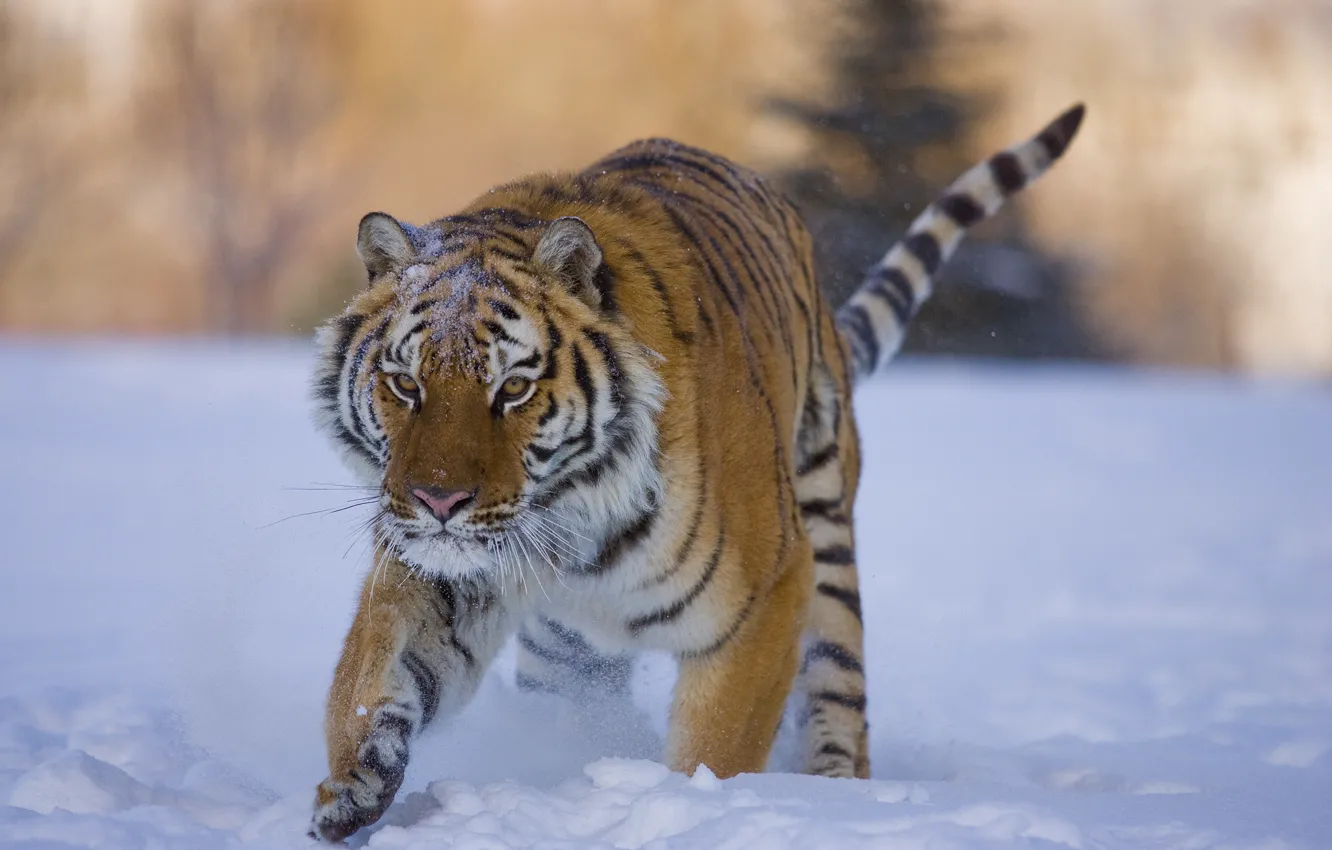 Photo wallpaper winter, snow, tiger