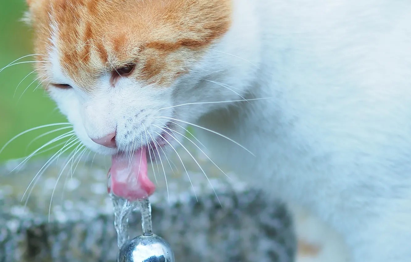 Photo wallpaper cat, water, thirst, Koshak, Tomcat