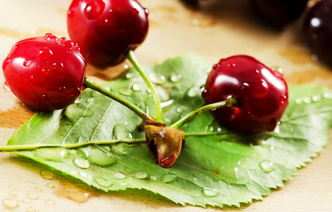 Photo wallpaper sprig, leaf, three chereshenky