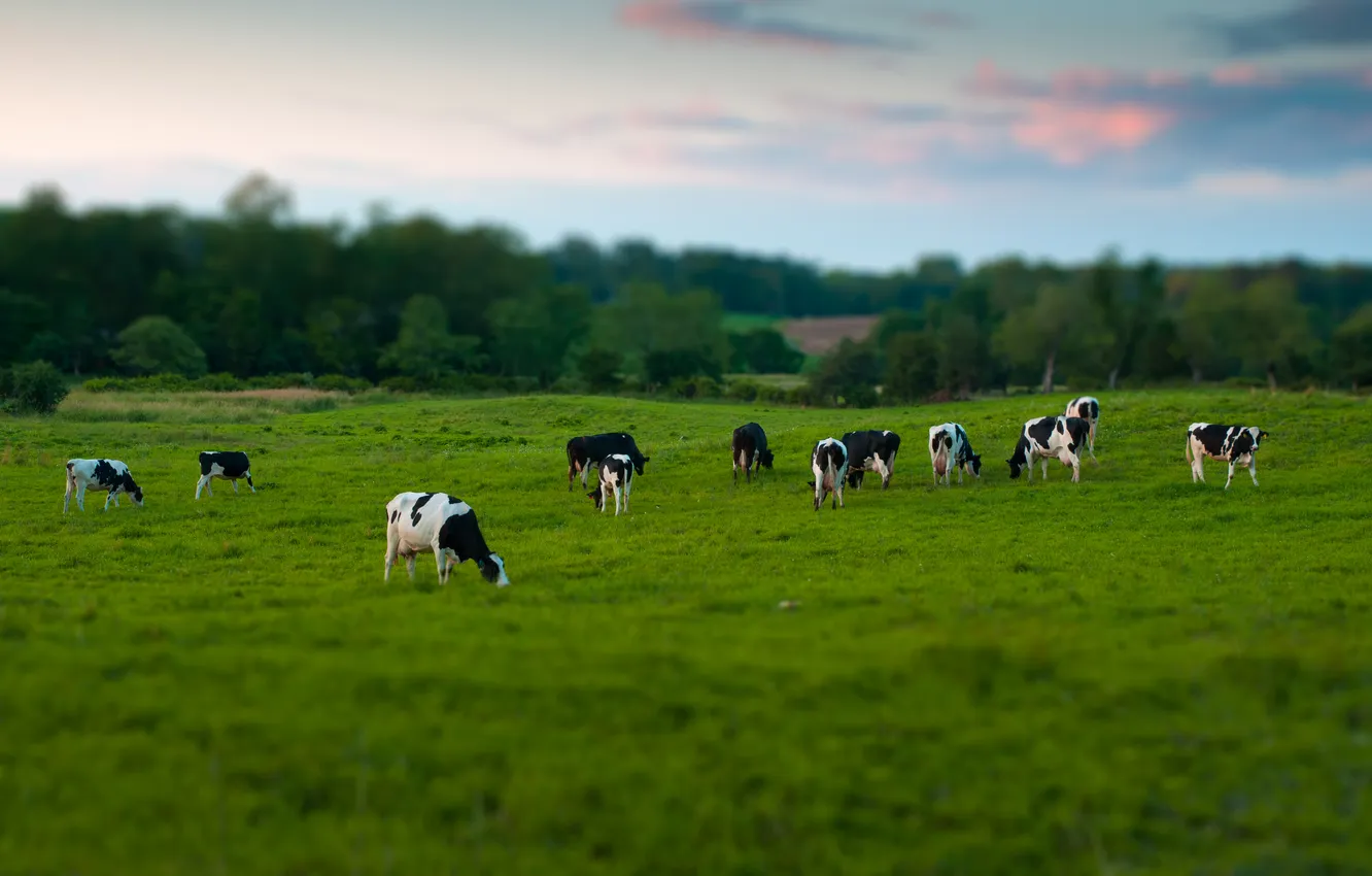 Photo wallpaper field, the sky, trees, sunset, cows, meadow, tilt-shift