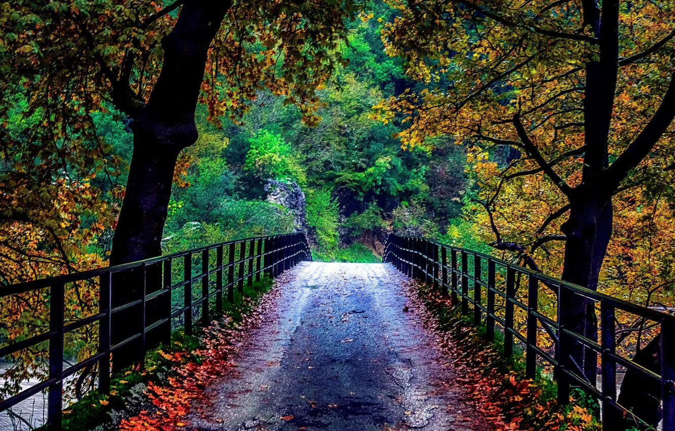 Photo wallpaper trees, bridge, nature, autumn. leaves