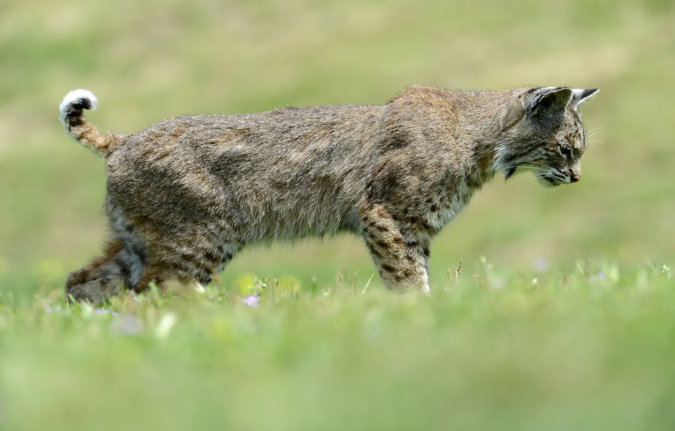 Photo wallpaper predator, profile, lynx, wild cat