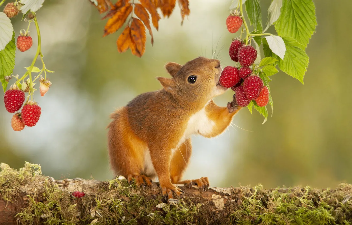 Photo wallpaper summer, look, leaves, branches, pose, berries, raspberry, moss