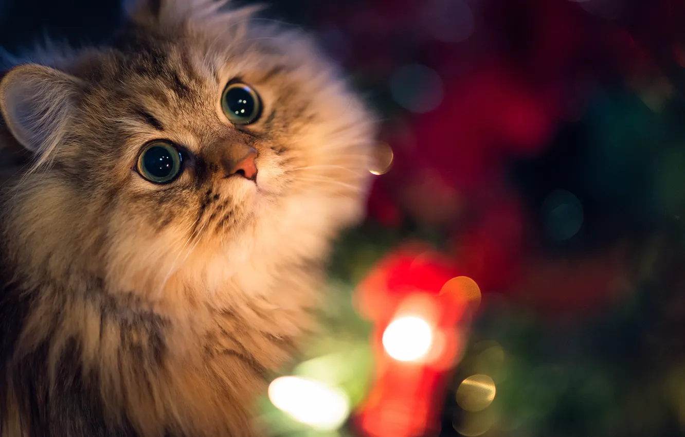 Photo wallpaper cat, face, lights, Daisy, Ben Torode, Benjamin Torode