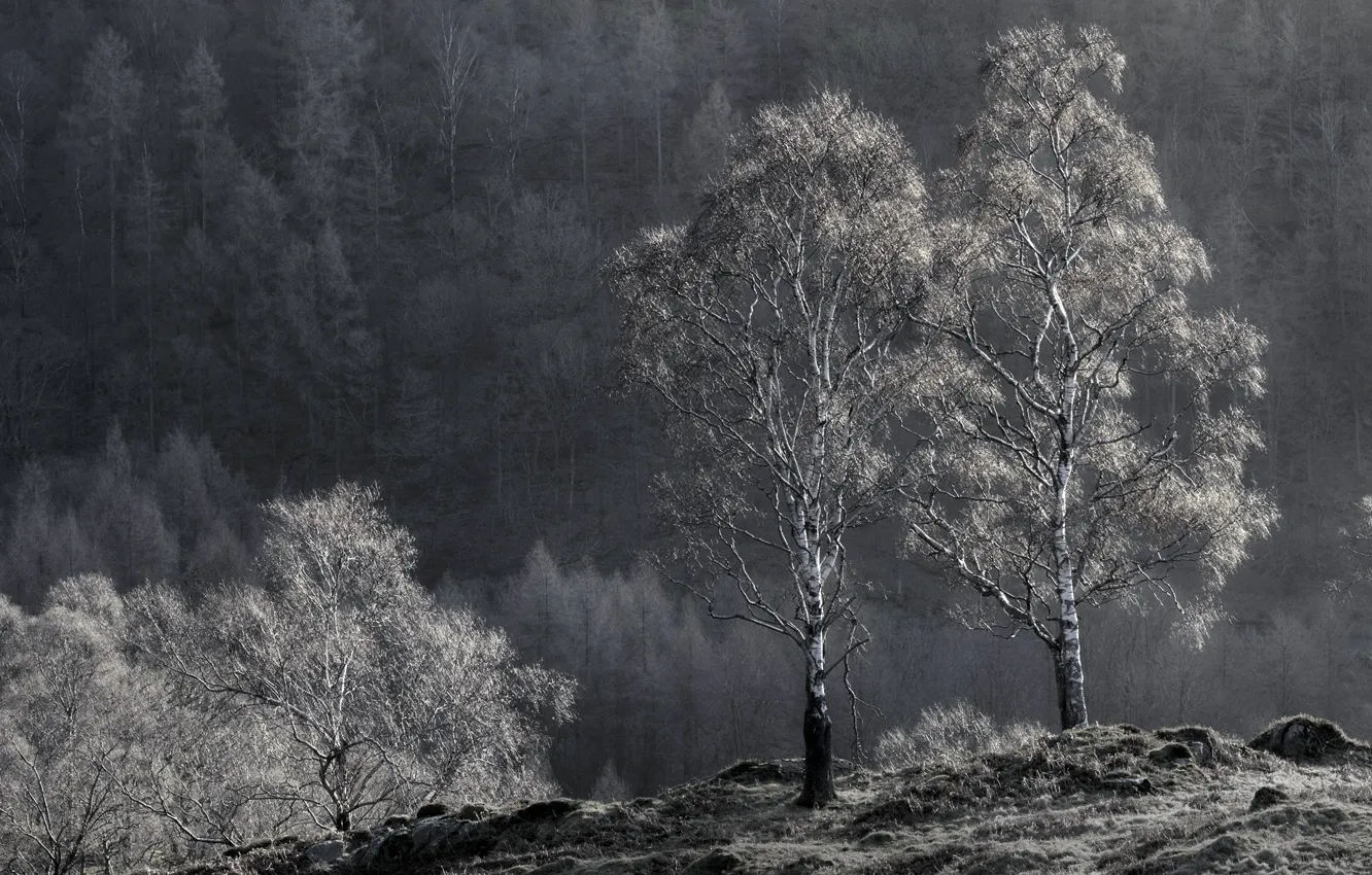 Photo wallpaper trees, nature, birch