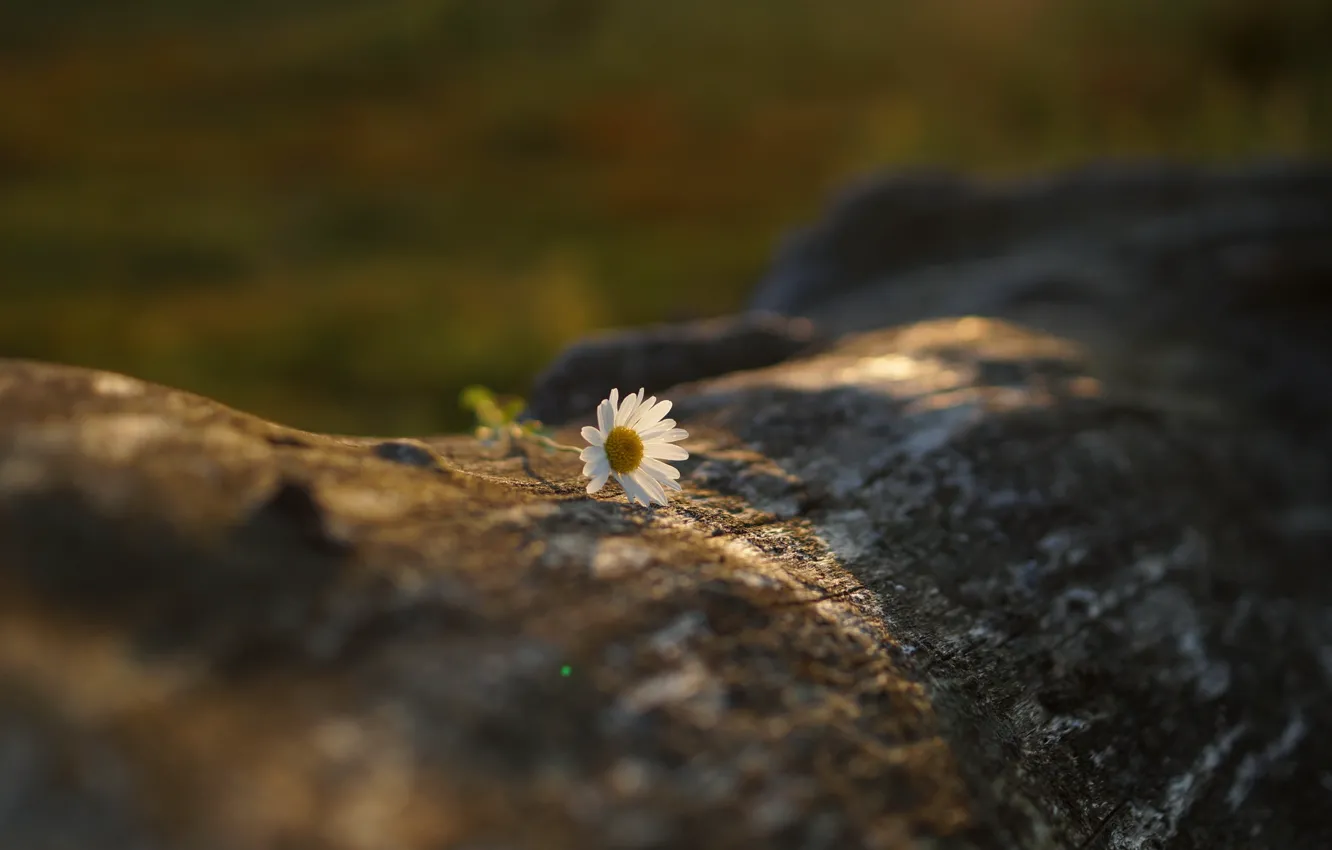 Photo wallpaper flower, Daisy, white, log, bokeh