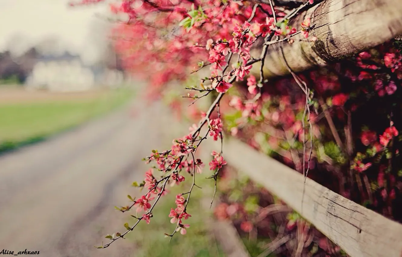 Photo wallpaper pink, flowers, sprig, trees
