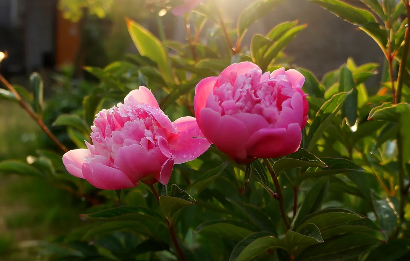 Photo wallpaper flower, garden, blooming