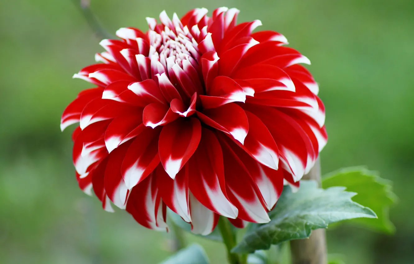 Photo wallpaper flower, macro, red, Dahlia