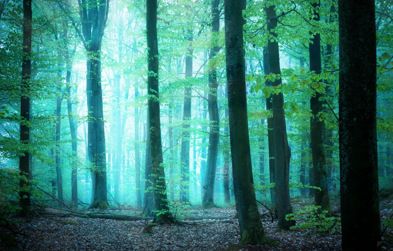 Photo wallpaper greens, forest, light, trees, fog, by Robin de Blanche, Glimpse