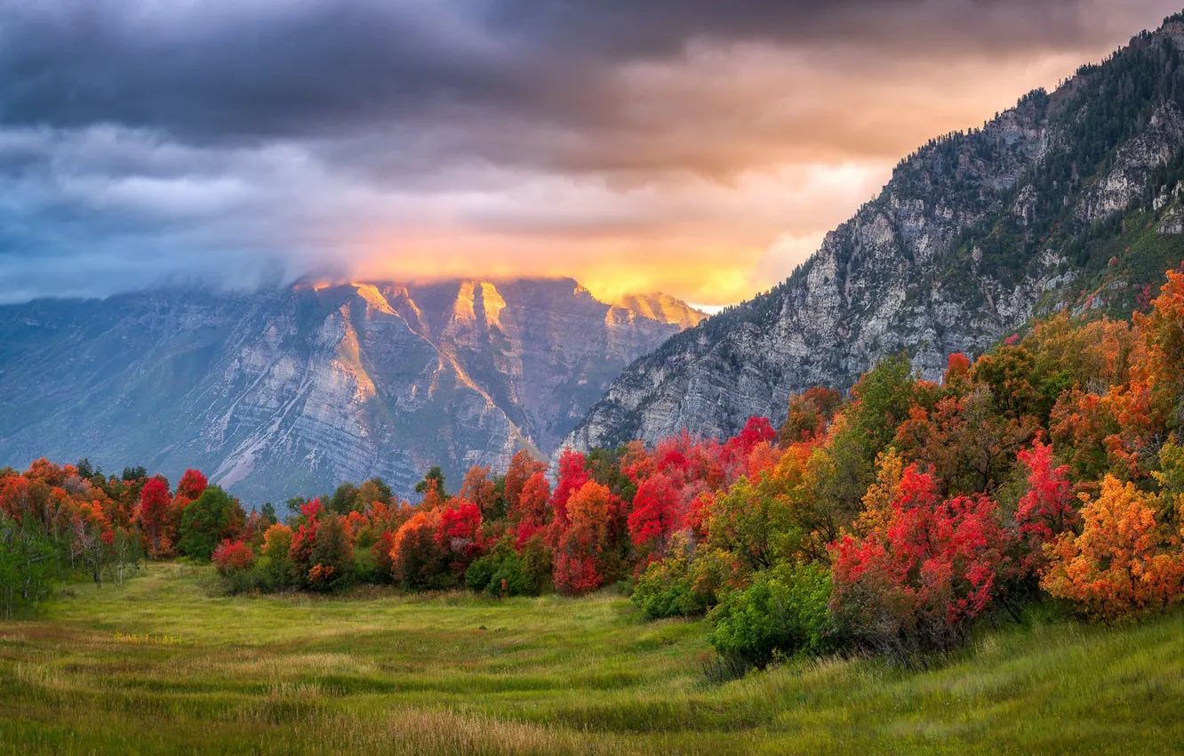 Photo wallpaper autumn, forest, trees, mountains, the colors of autumn
