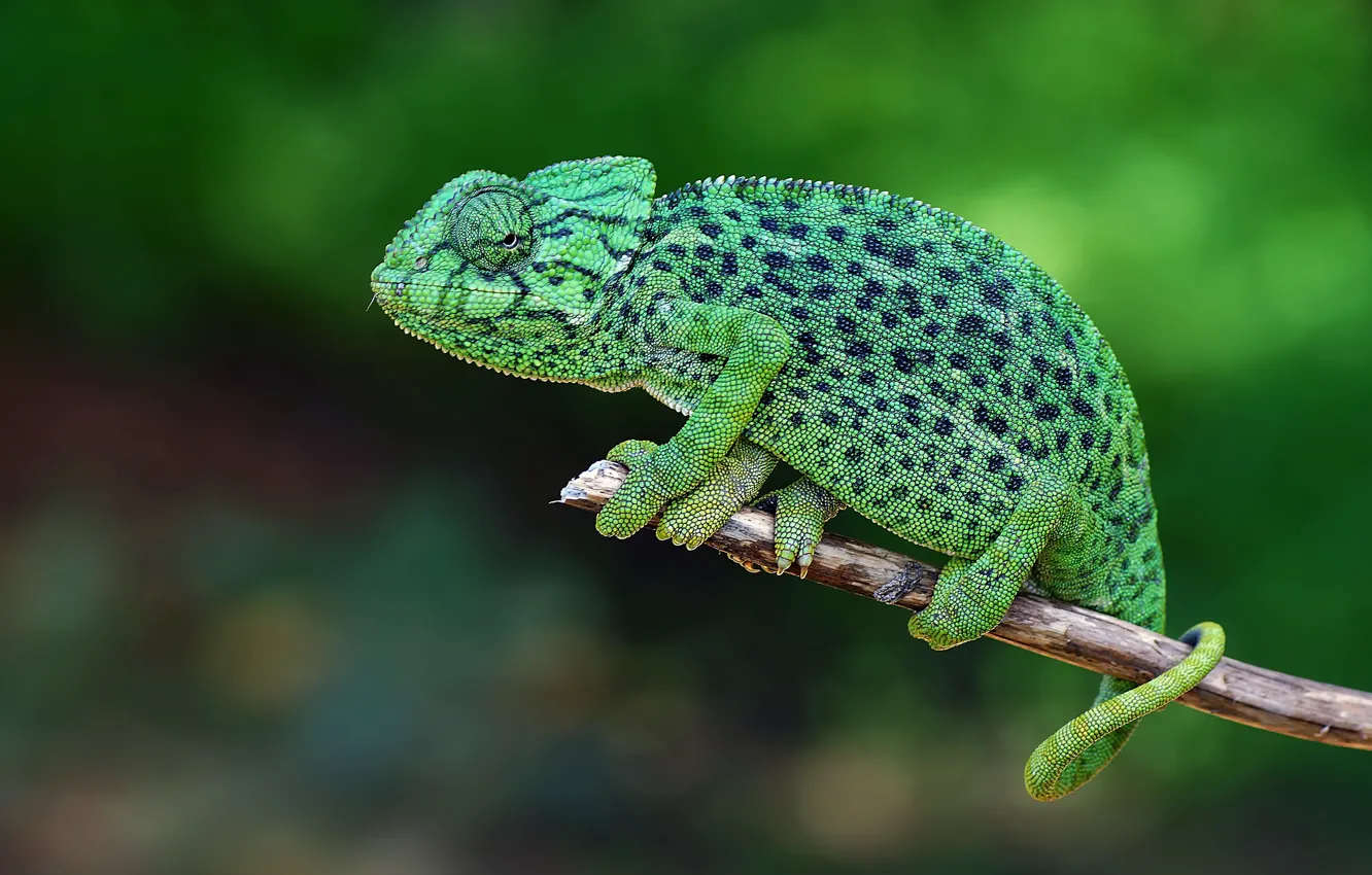 Photo wallpaper branches, green, bokeh, reptile, bitches, chameleon