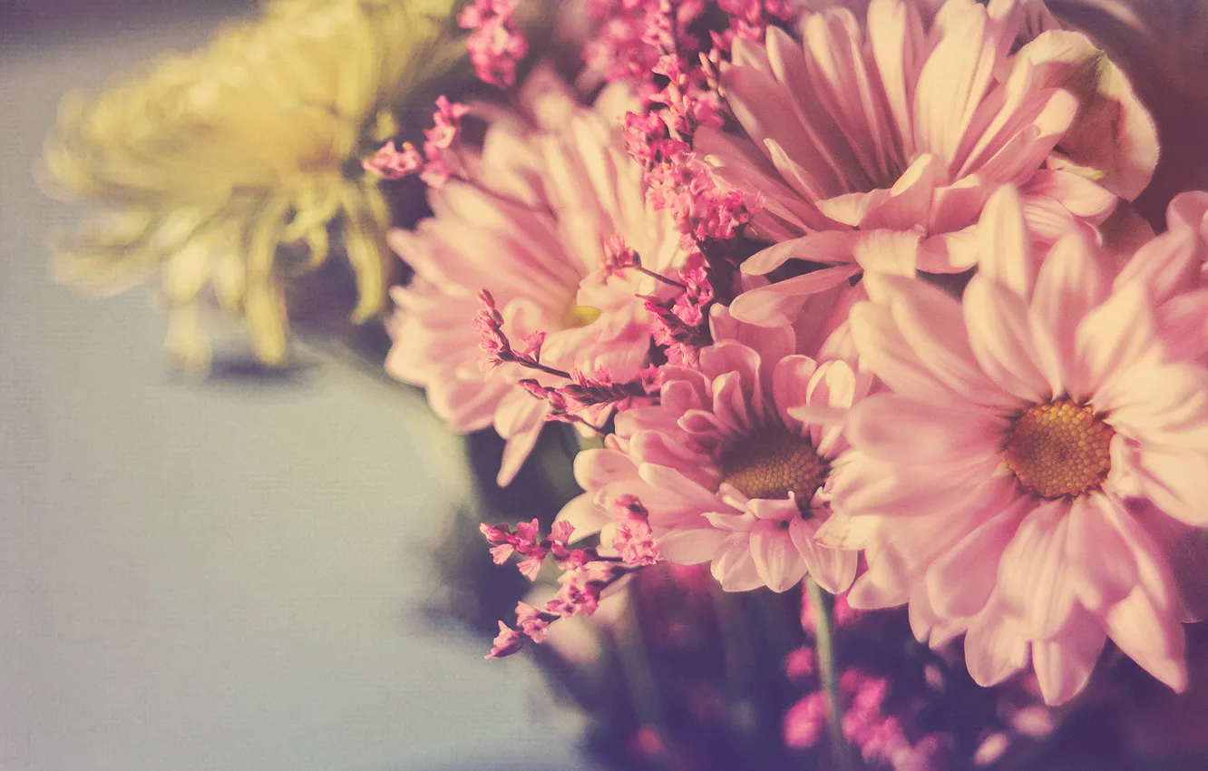 Photo wallpaper texture, petals, chrysanthemum, bokeh