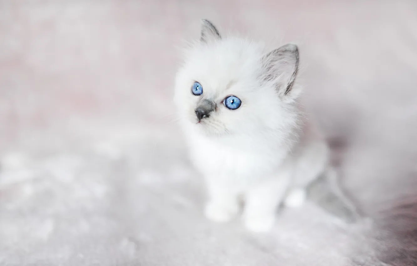 Photo wallpaper cat, white, look, pose, kitty, blue eyes, face, sitting