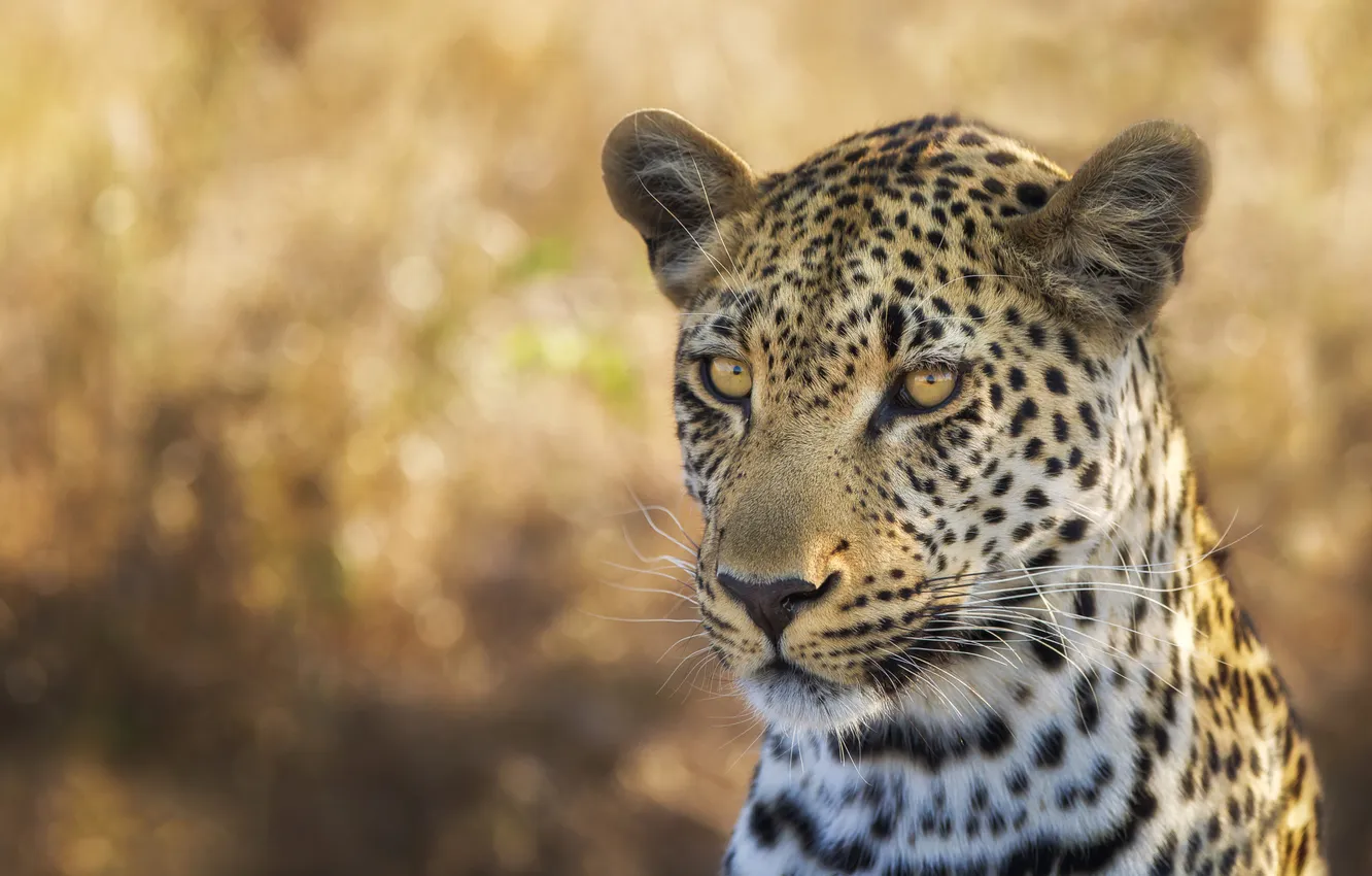 Photo wallpaper look, face, portrait, leopard