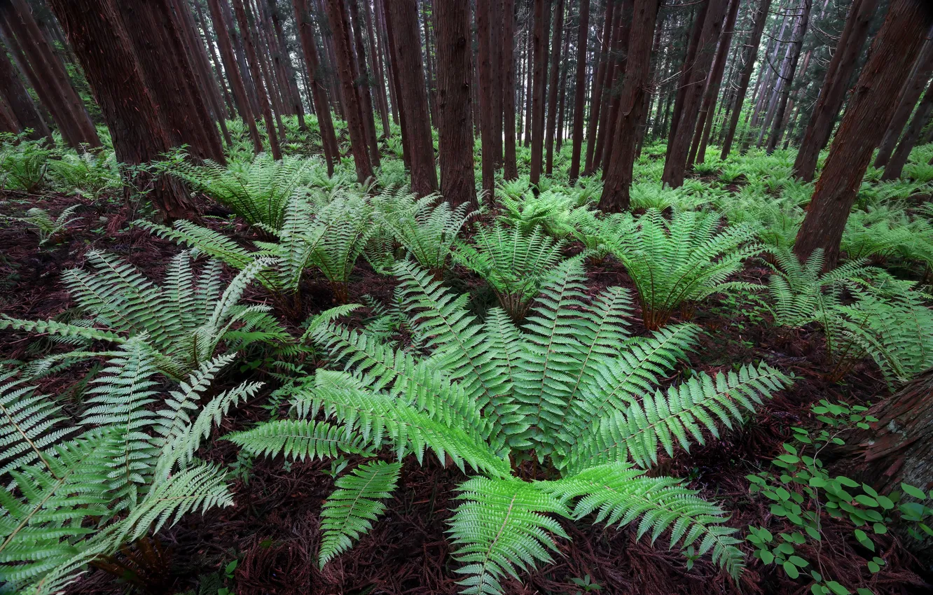 Photo wallpaper forest, nature, fern