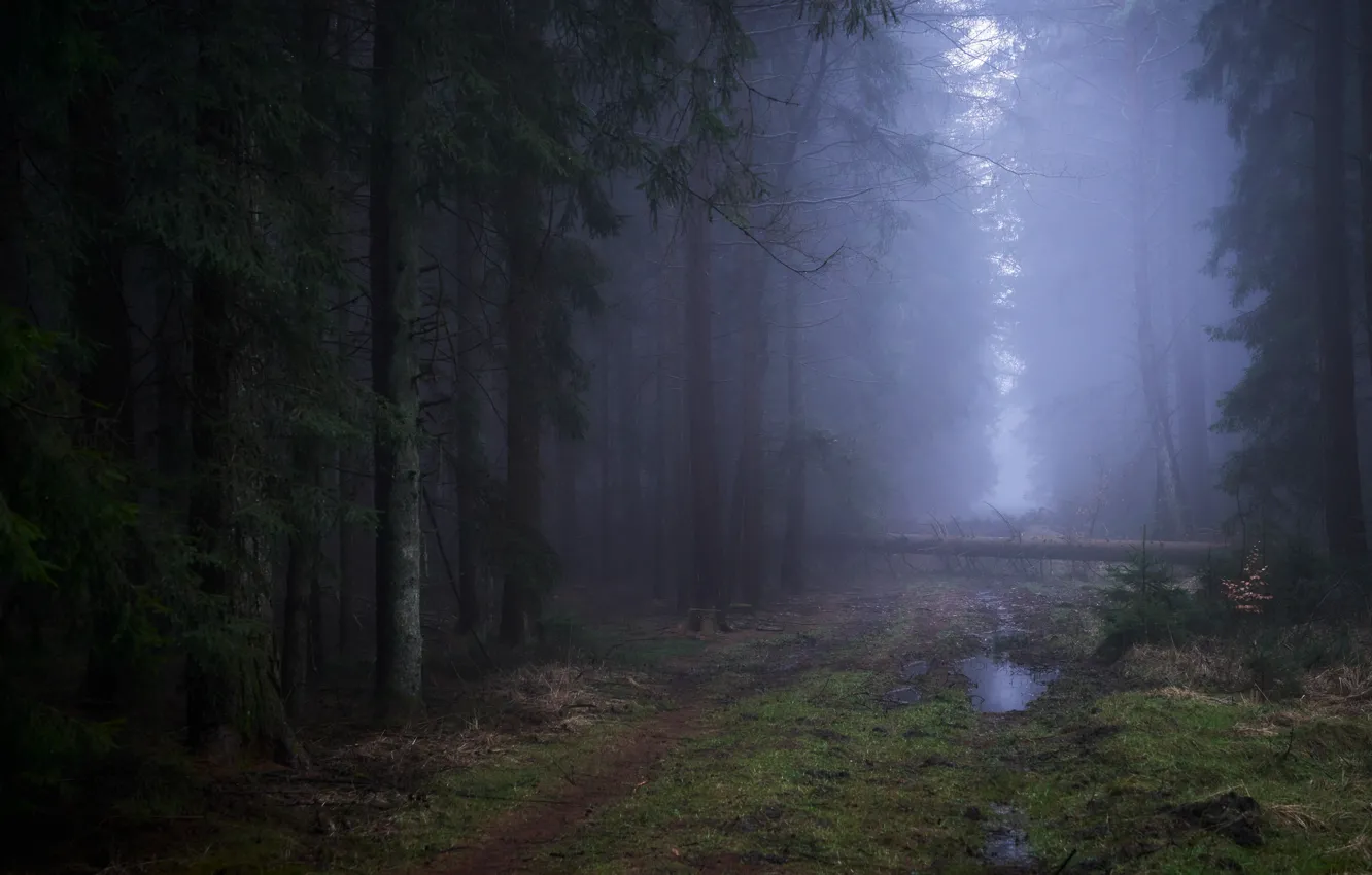 Photo wallpaper road, forest, trees, nature, fog, puddle