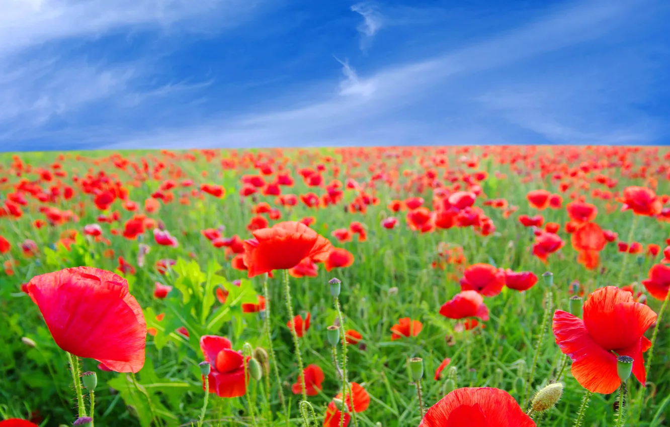 Photo wallpaper field, summer, the sky, flowers, Maki, red