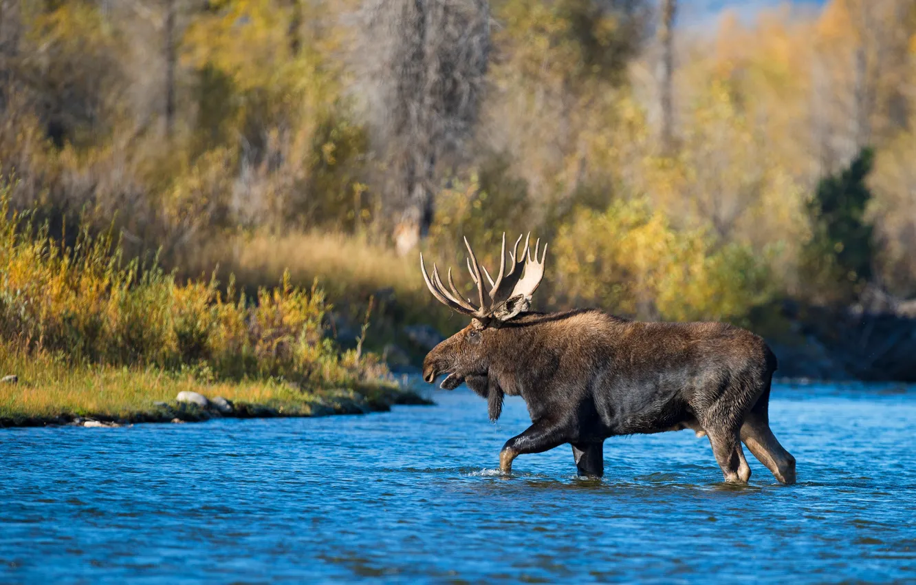 Photo wallpaper autumn, forest, trees, shore, foliage, horns, walk, pond