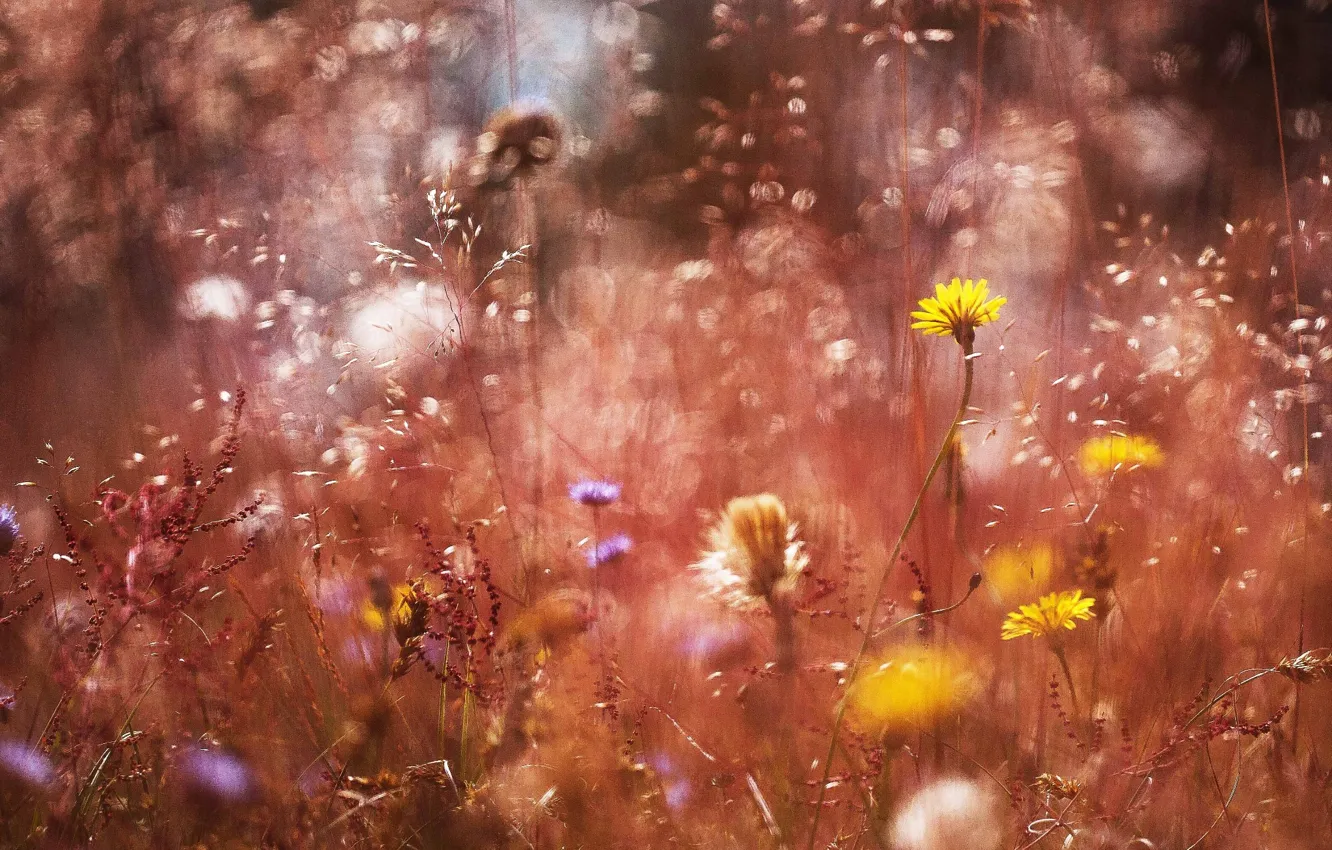 Photo wallpaper grass, macro, flowers, treatment, bokeh
