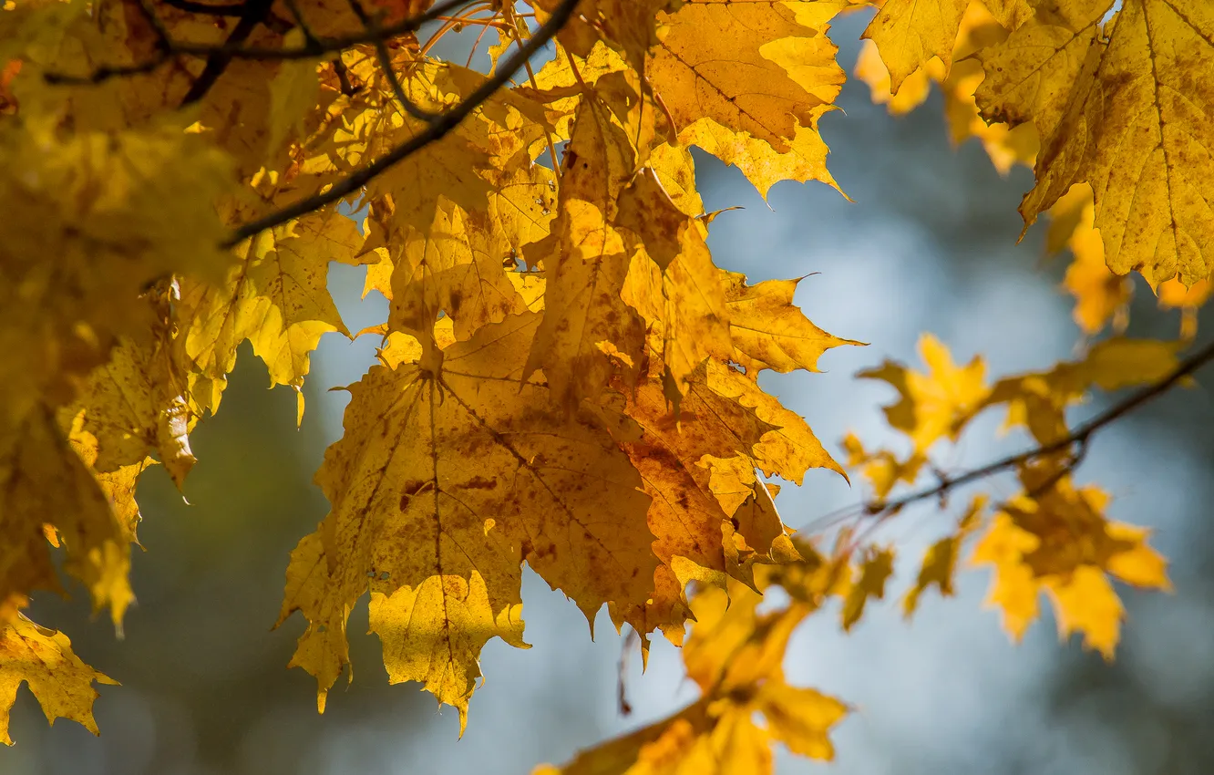 Photo wallpaper autumn, leaves, nature, October