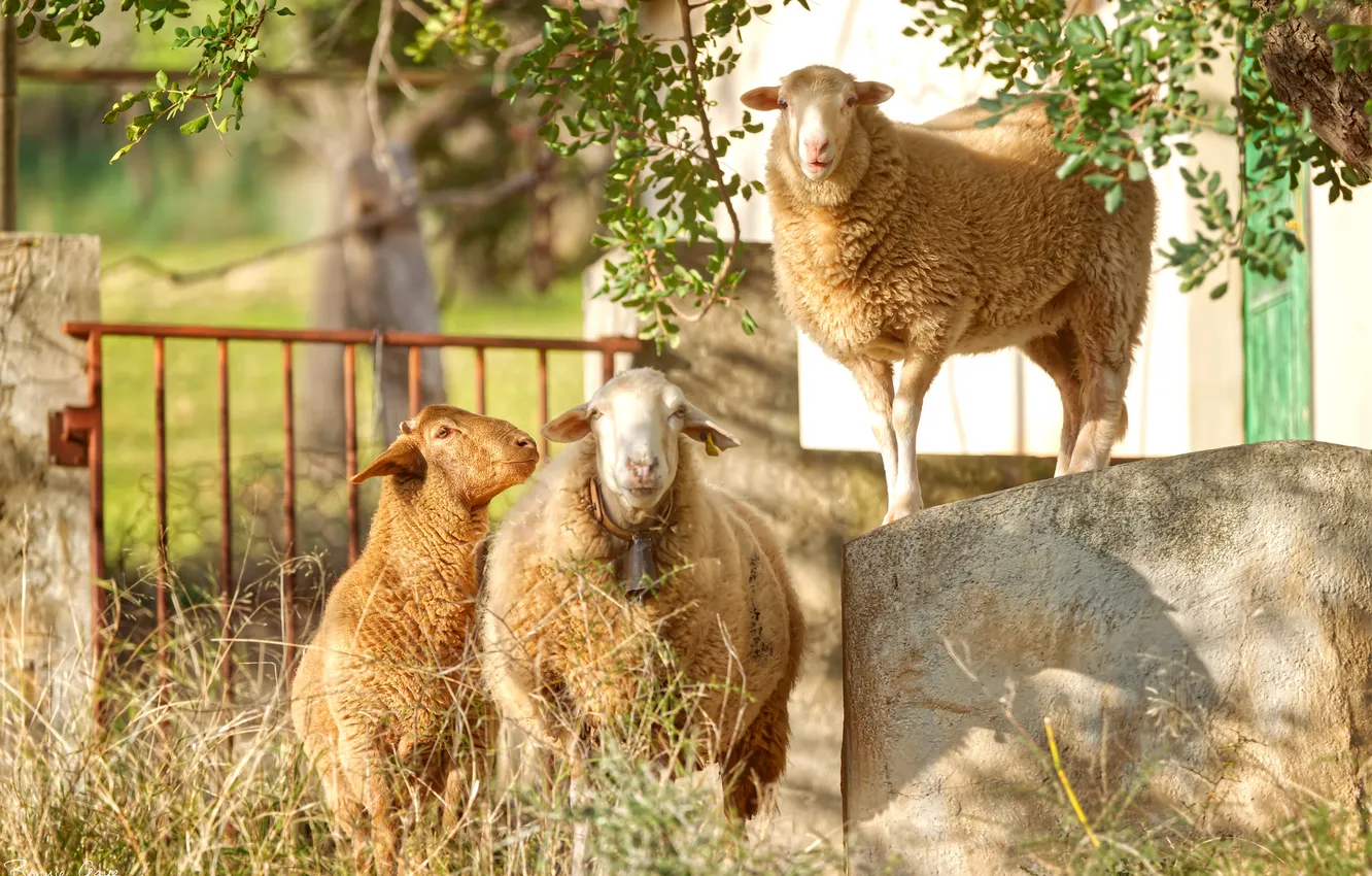 Photo wallpaper sheep, RAM, trio