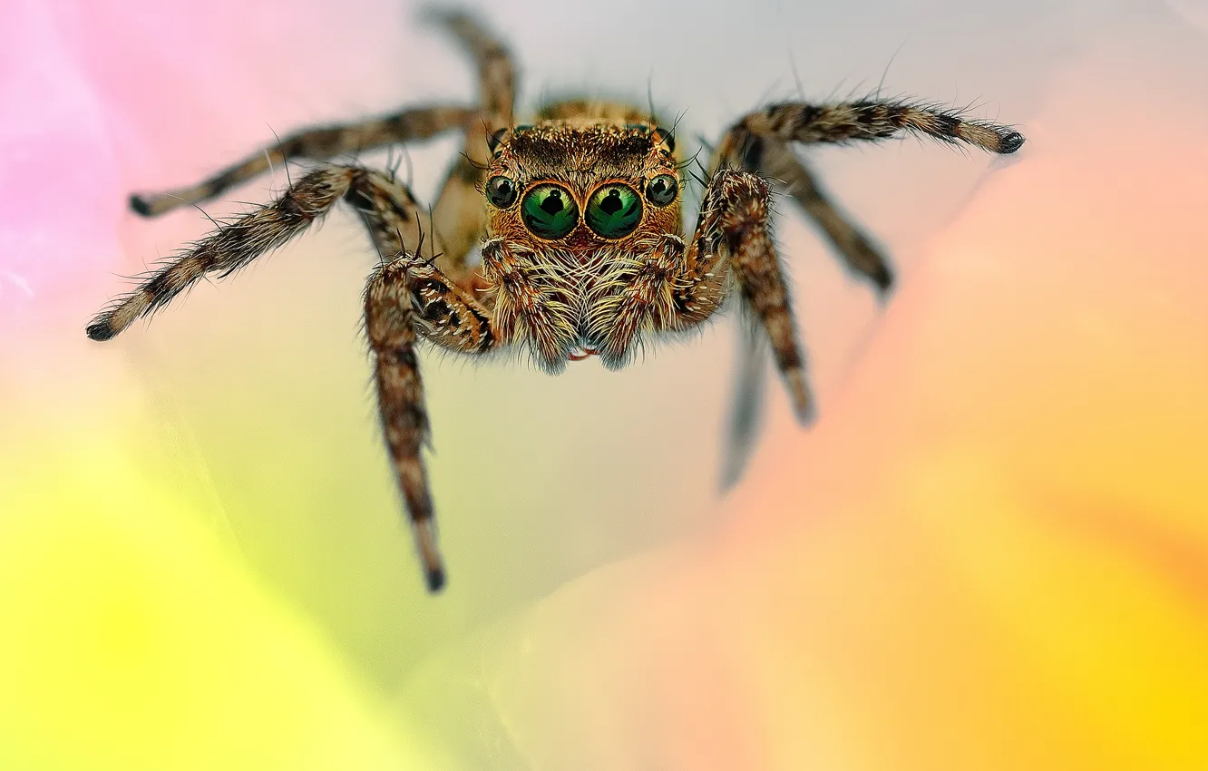 Photo wallpaper eyes, legs, spider, hairs, jumper, jumper