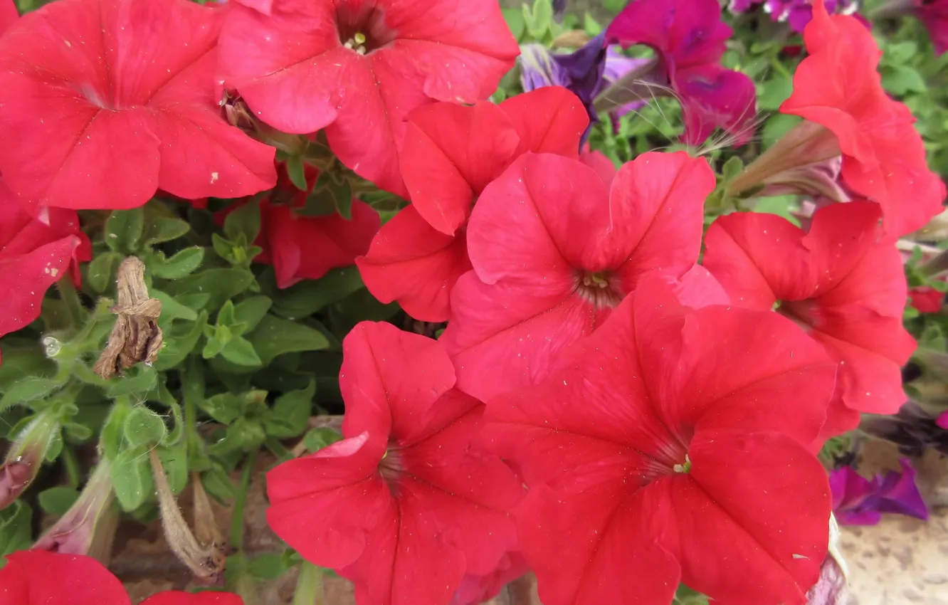 Photo wallpaper flowers, red, Petunia, Mamala ©