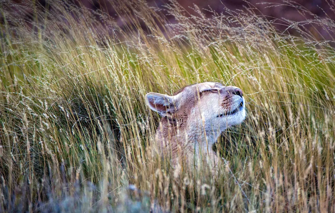 Photo wallpaper cat, grass, Puma, Chile, National Park, Torres del Paine