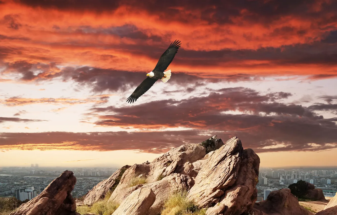 Photo wallpaper the sky, sunset, the city, rendering, rocks, collage, bird, bald eagle