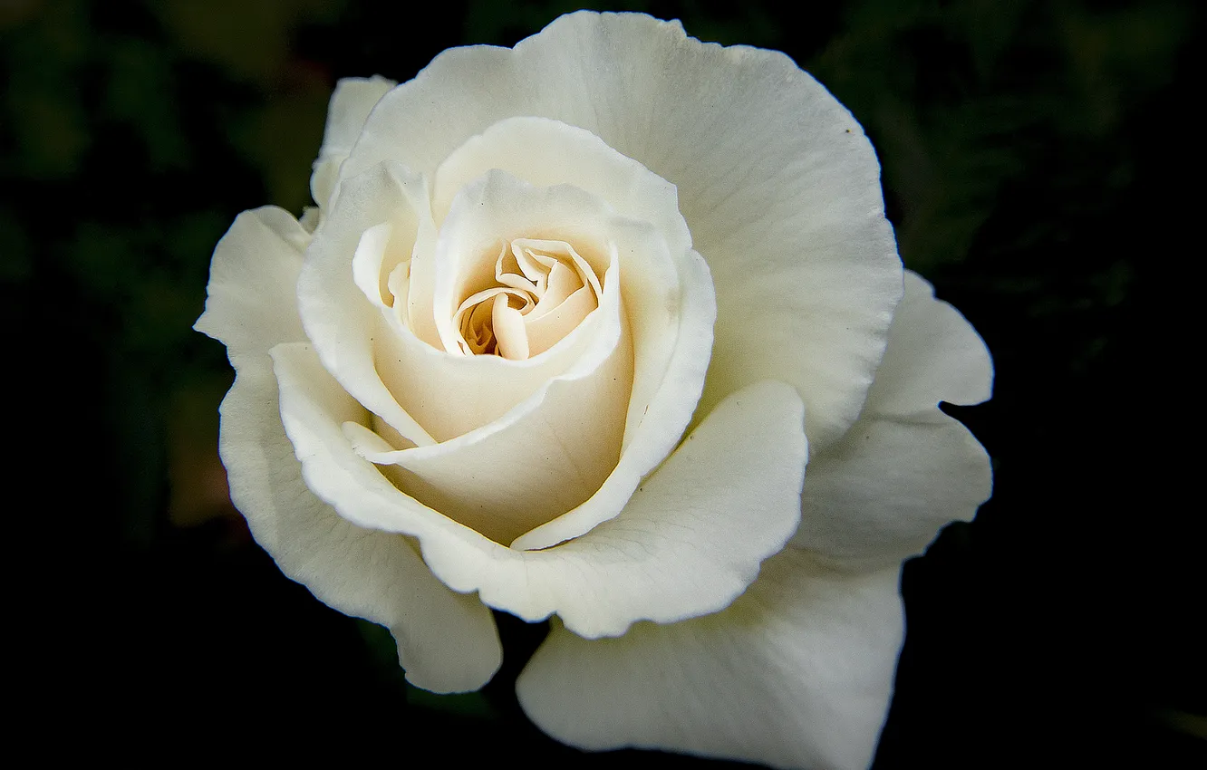 Photo wallpaper white, black, rose flower