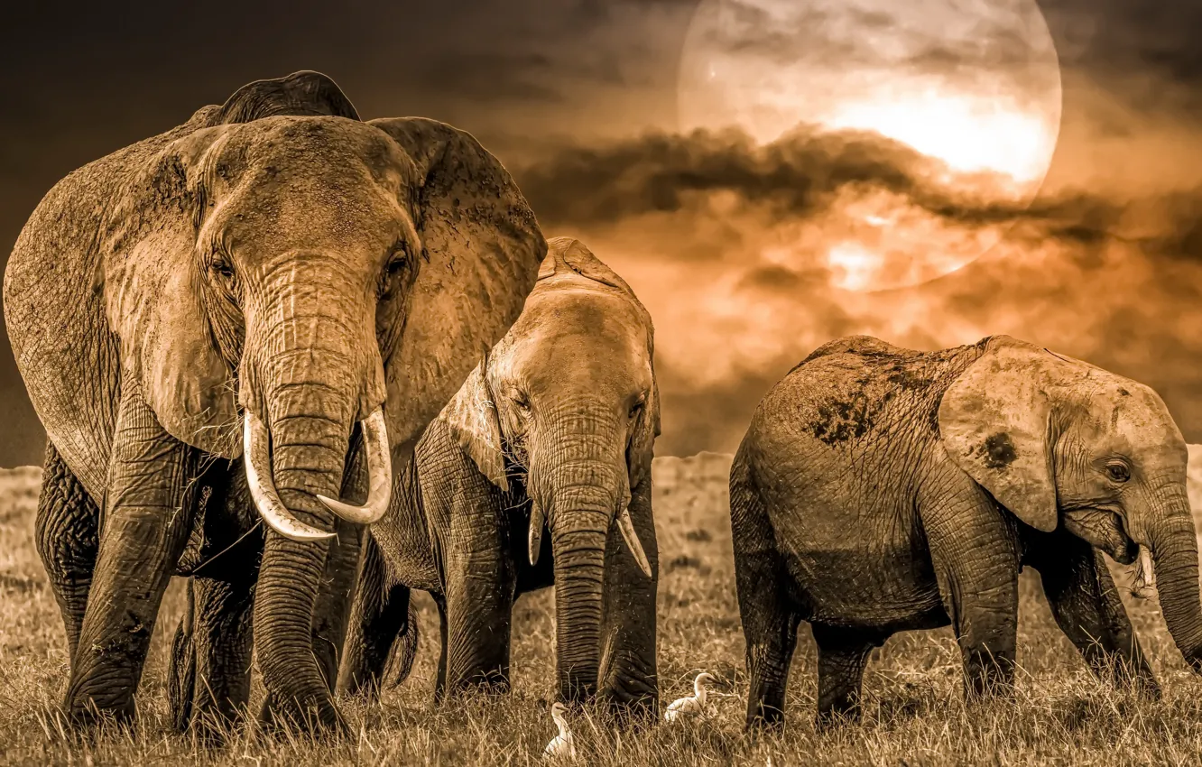 Photo wallpaper nature, background, elephant