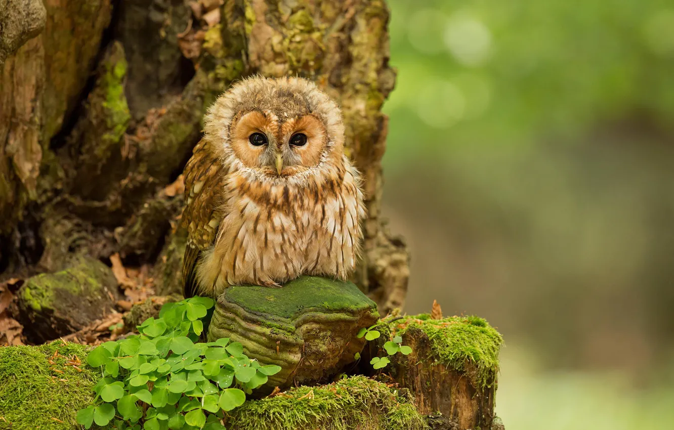 Photo wallpaper forest, nature, owl, forest, nature, birds, ptenec, owl