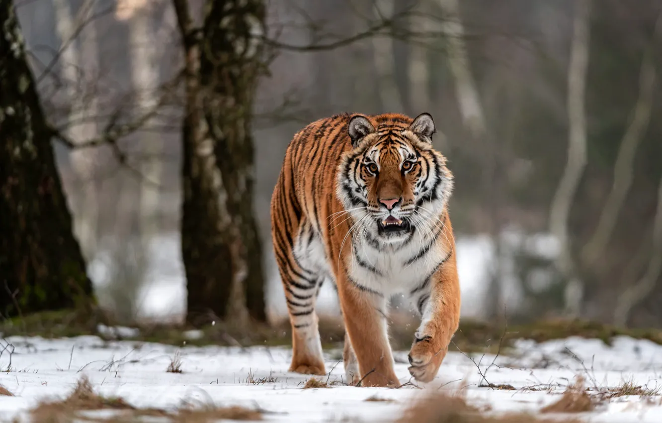 Photo wallpaper winter, forest, snow, trees, tiger, walk
