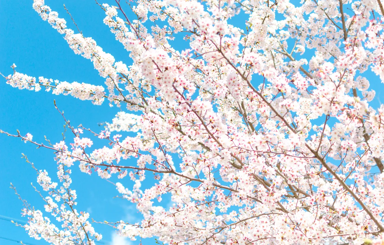 Photo wallpaper the sky, flowers, branches, spring, petals, garden
