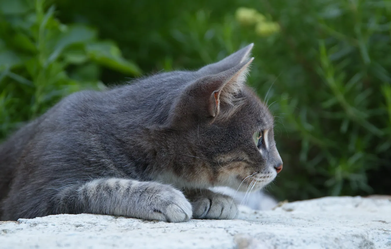 Photo wallpaper cat, cat, animal, home