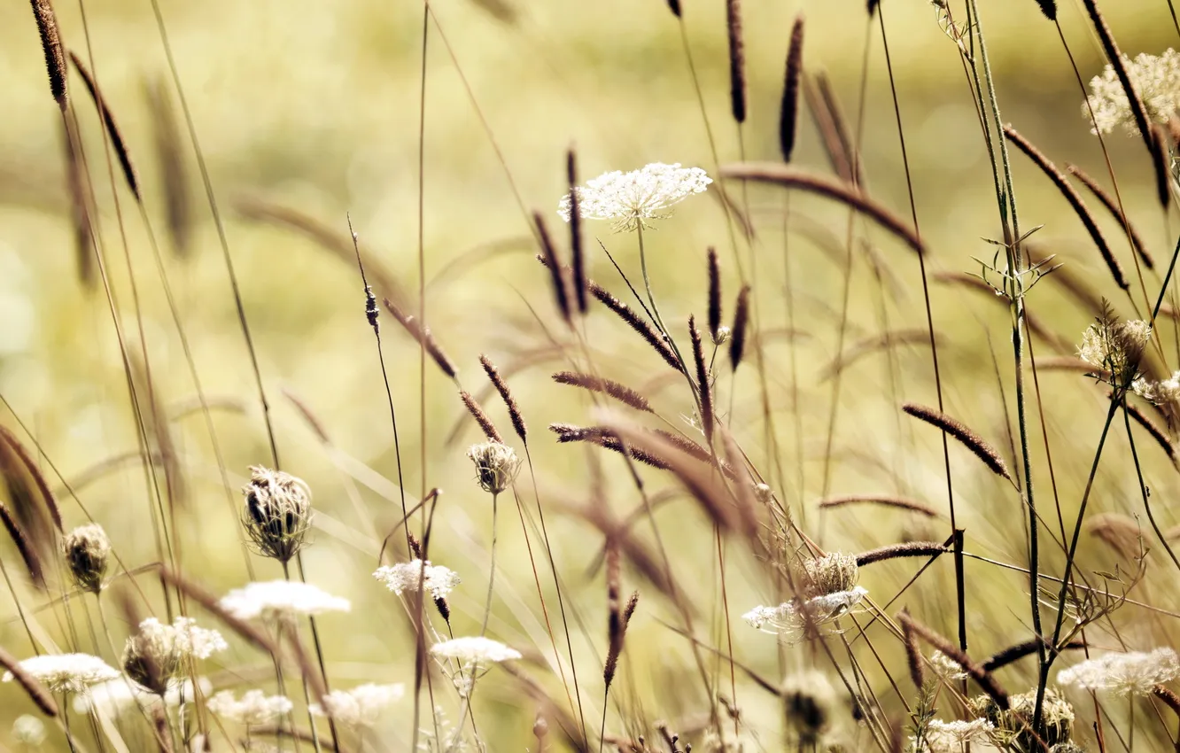 Photo wallpaper field, summer, grass, nature