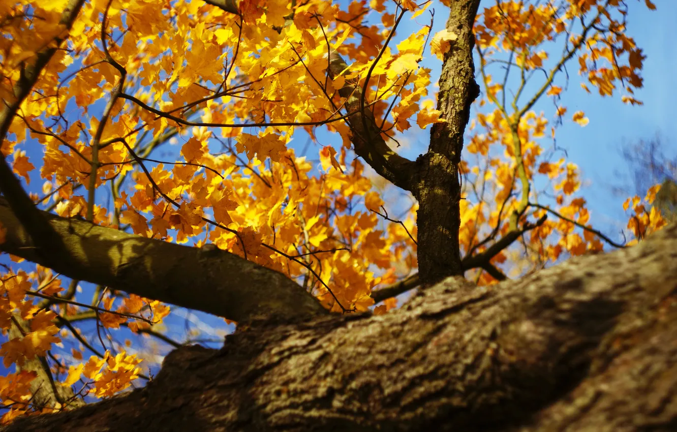 Photo wallpaper autumn, leaves, the sun, nature, tree, day, maple